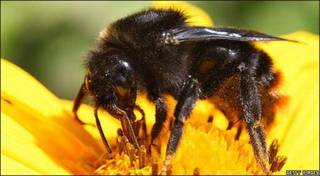 Abeja