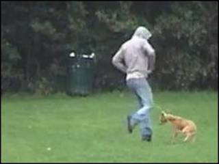 Homem chutando cachorro