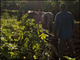 Un campesino cubano ara sus tierras (Foto: Raquel Pérez).
