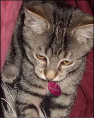 Котенок Beauty