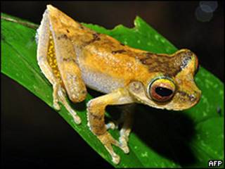 Rana