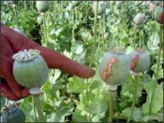 opium
