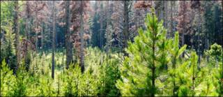 Bosque. Foto: Peter Kolb