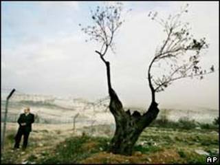 Oliveira palestina morta em frente a assentamento de Har Homa