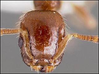 Protomognathus americanu