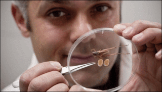 Dr. Karim Vahed mostrando a Platycleis affinis (Foto: R. Richards)
