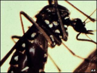 Mosquito