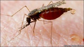 Mosquito anofeles, portador del parásito de la malaria