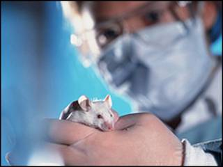 Ratón de laboratorio