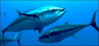 Atún rojo © OCEANA Keith Ellenbogen