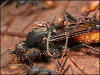 Hormigas