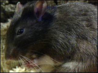 Ratas