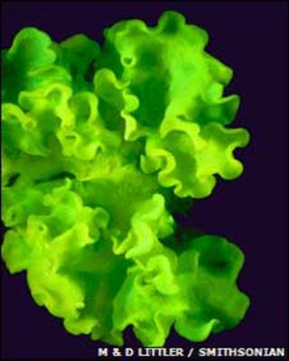 Alga verdigella