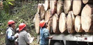 Manejo forestal comunitario en Ixtlán de Juárez, Oaxaca Foto: gentileza CCMSS