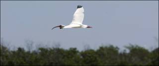 Ibis