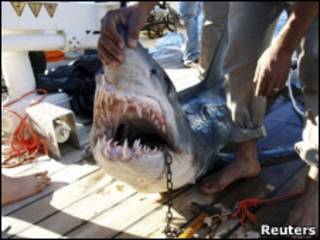 Pescador mostra tubarão capturado na semana passada em Sharm el-Sheikh