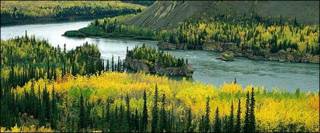 Bosque