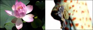 Gecko y flor de loto