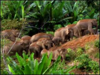 sumatra elephant