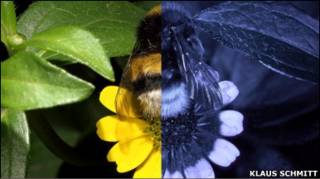 Floral Reflectance Database