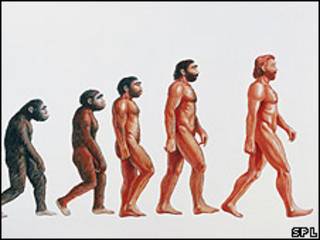 Ilustración de la evolución humana.