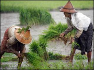burmese farmers