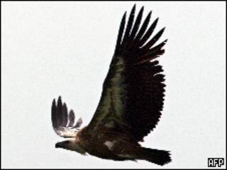 اسرايلی باز