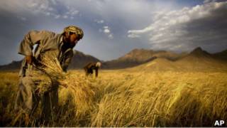 یک کشتزار گندم در افغانستان