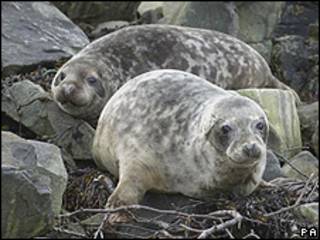 Filhotes de foca (PA/Arquivo)