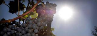Uvas