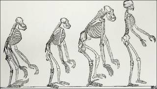 Línea de evolución