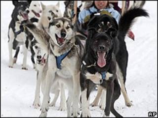 Cães da raça husky usados pela empresa Outdoor Adventures do Canadá (AP)