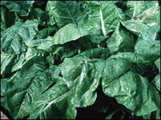 Espinacas