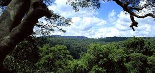 Bosque tropical