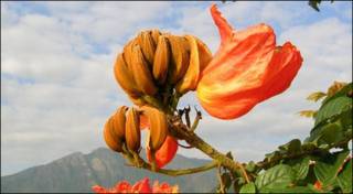 Tulipán africano