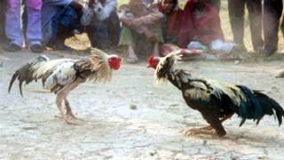 مصارعة الديوك