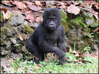 Foto: The Dian Fossey Gorilla Fund International