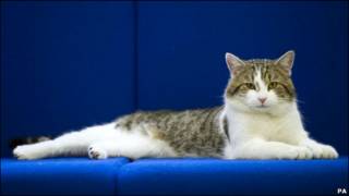 小猫“拉里”