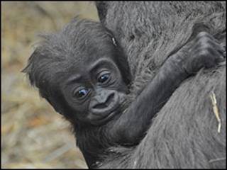 Tiny passa a maior parte do tempo com a mãe (foto: Zoological Society of London)