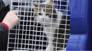 Larry, si kucing Downing Street, tiba dari tempat penampungan