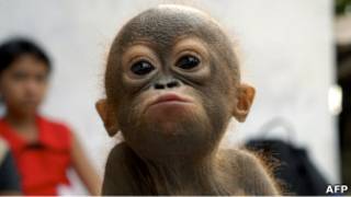 Orang utan