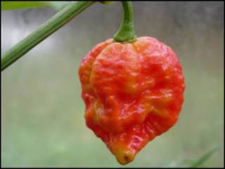 Infinity Chilli