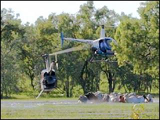 Helicóptero no pastoreio de gado na Austrália (BBC)