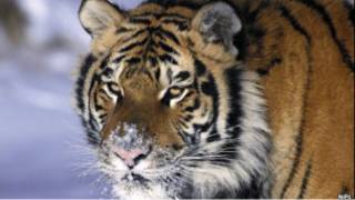 amur_tiger
