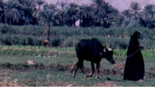 جاموسة مصرية
