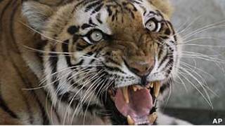 Tigre