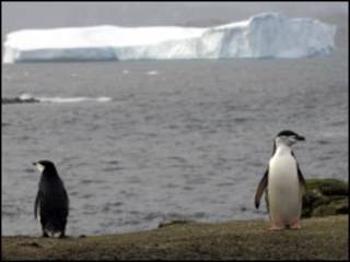 Pinguim de Chinstrap (foto - BBC)