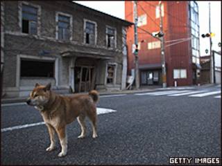 Cão foi abandonado dentro da zona de exclusão, a cerca de 6 km da usina de Fukushima (Getty)