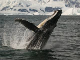 Baleia jubarte (Foto: Sue Flood/BBC)