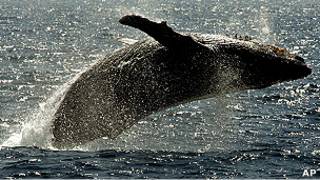 Ballena